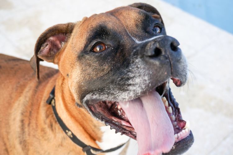 犬の口唇炎(こうしんえん)【注意が必要な犬種】