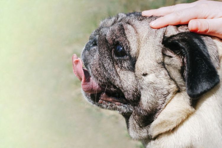 老犬の口唇炎(こうしんえん)【注意点・ケア方法は?】