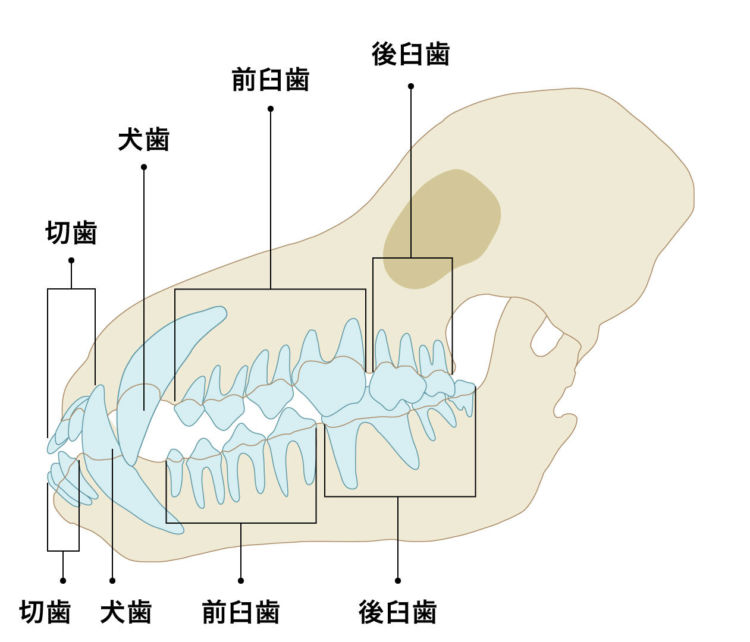 注意点①【もっとも折れやすいのは上顎の一番大きな歯(第4前臼歯)】