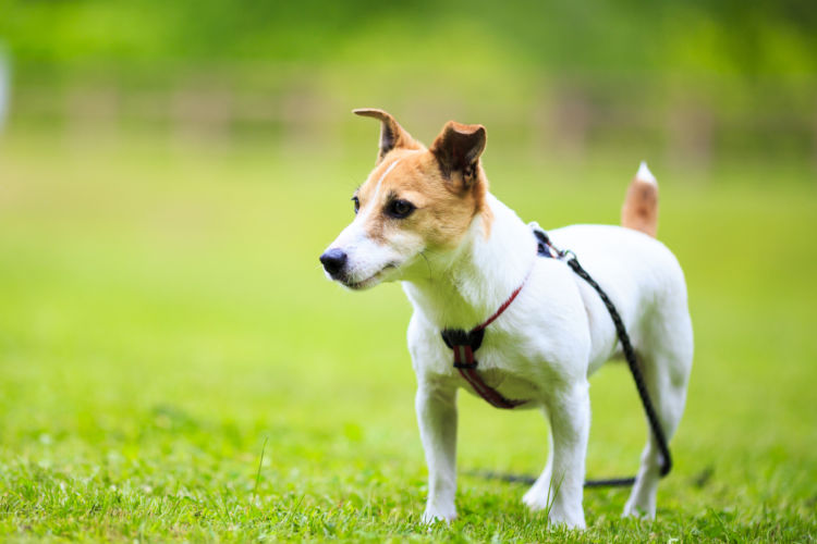 犬の寿命⑲【ジャック・ラッセル・テリア】