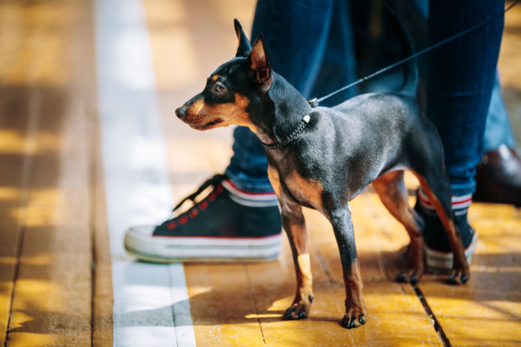 犬の寿命㉒【ミニチュア・ピンシャー】