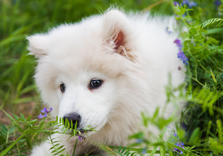 犬の寿命㉕【サモエド】