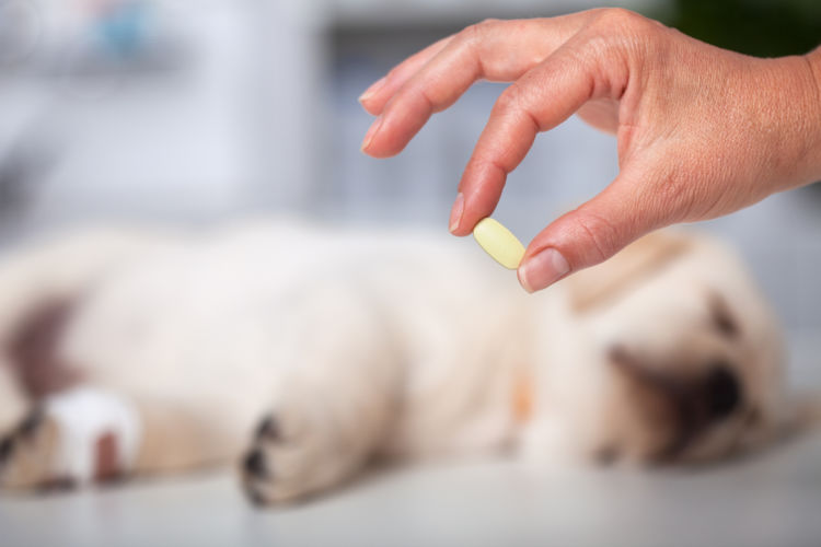 犬に【栄養剤・栄養ドリンク】は与えてもいい?