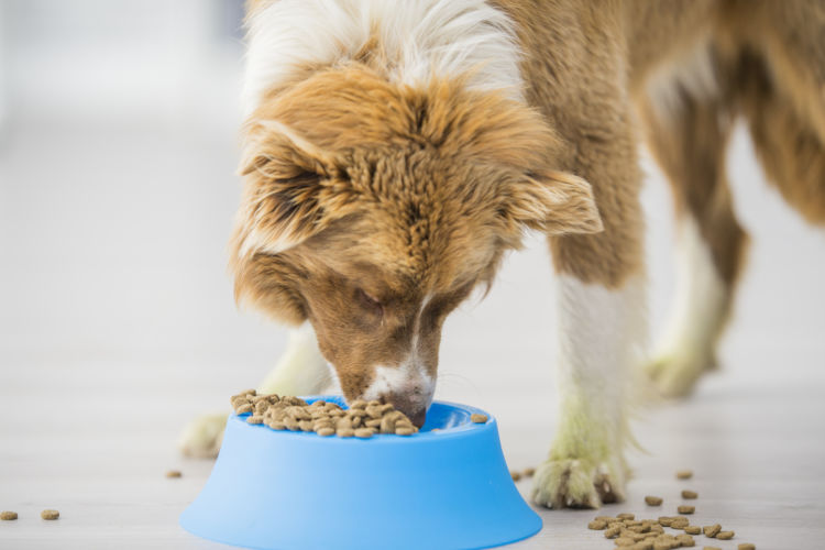犬の栄養食【総合栄養食】とは?