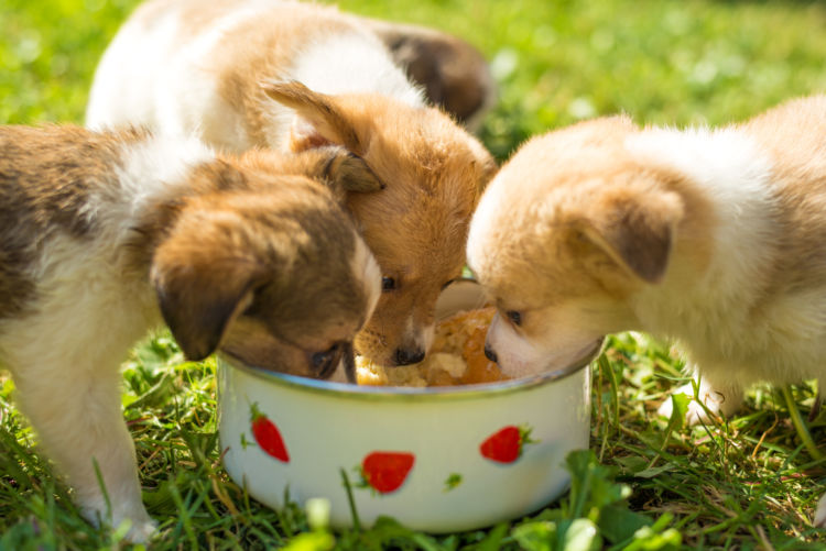 【子犬・老犬】が「カリフラワー」を食べても大丈夫?