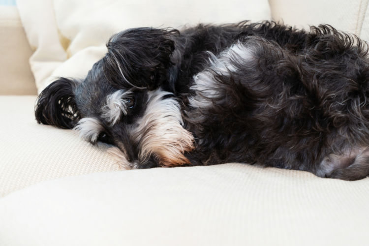 犬の誤飲「応急処置・対処法」④【動物病院に犬の今の状態を伝える】