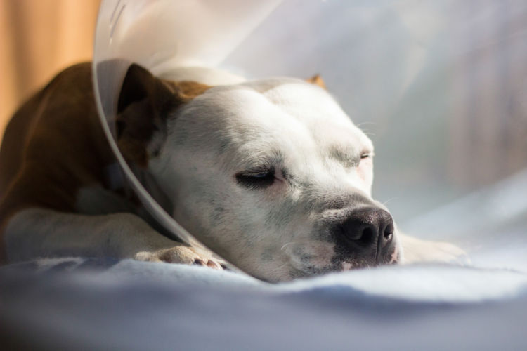犬 治療 重症 入院 動物病院