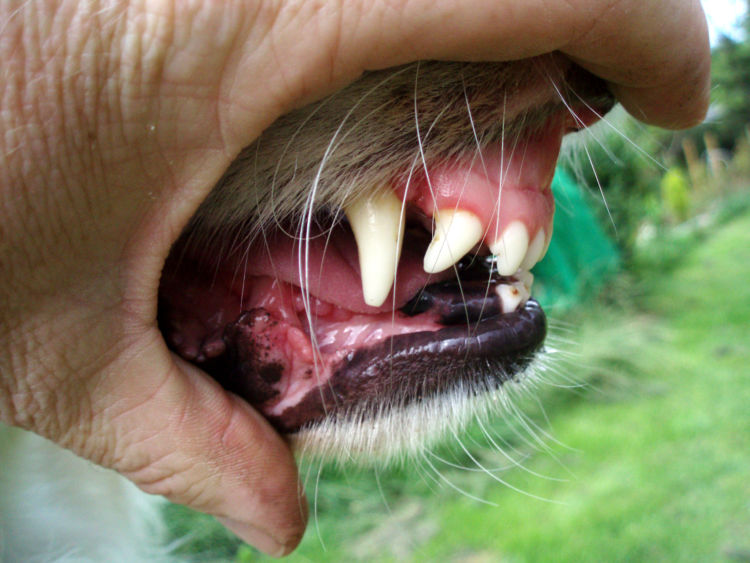 犬の歯の「内側」の原因①【歯髄(しずい)の損傷・壊死(えし)】