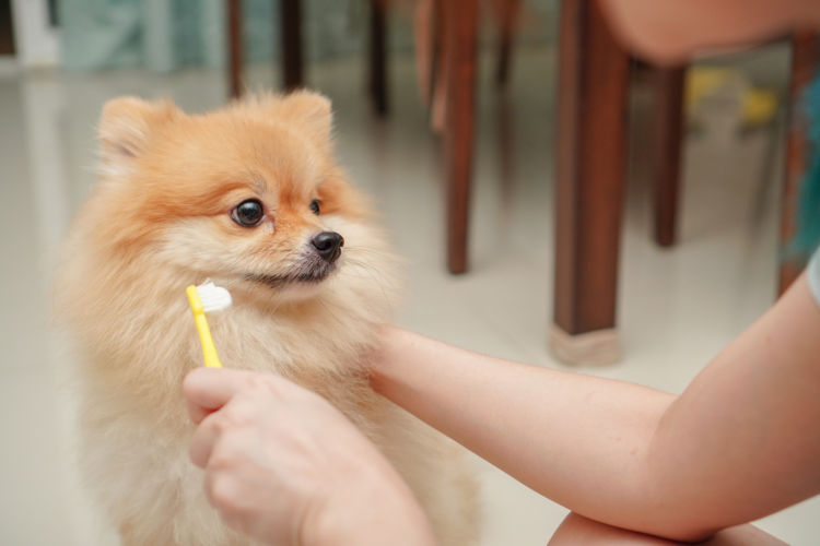 犬 歯磨き 歯 変色