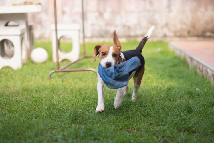 犬の「布」の誤飲、誤飲しやすい布製品