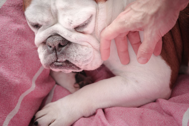 犬の歯の破折「注意点」②【破折と関連する症状】