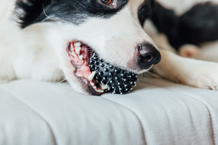 犬の歯の破折「予防」①【硬過ぎる物は噛ませない】