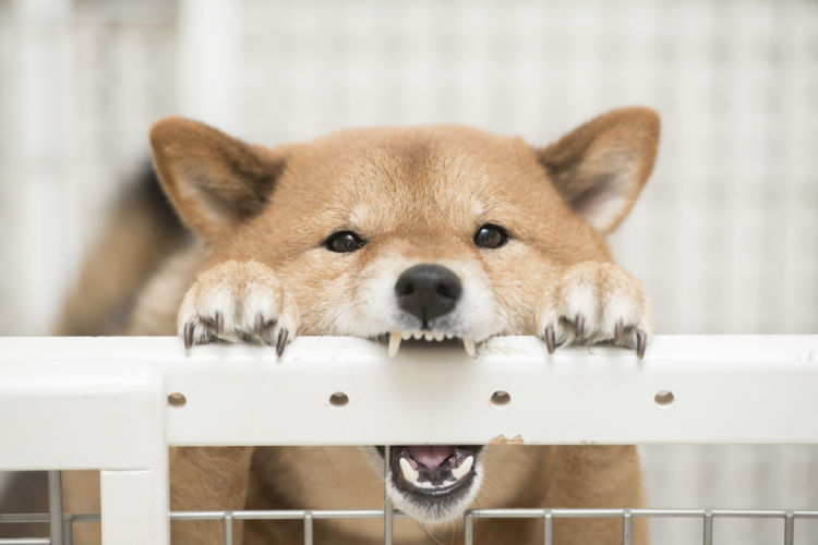 犬の歯の破折「予防」②【一度破折をしたなら、その後はチェックを怠りなく】