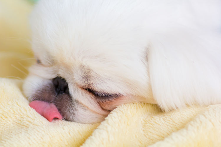 犬の口唇裂(こうしんれつ)【原因は?】