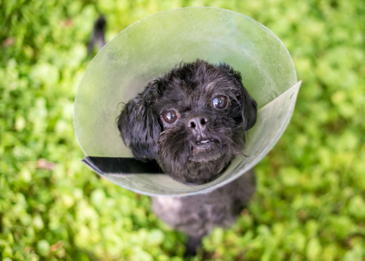 犬の口唇裂【ケア】