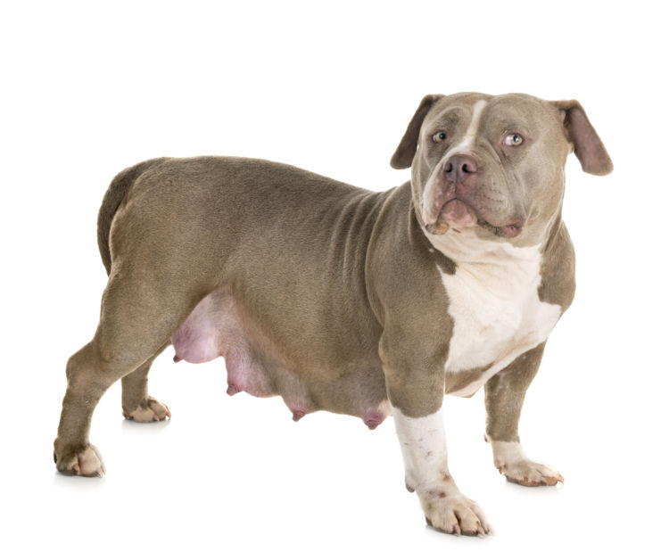 犬の口唇裂(こうしんれつ)【予防対策は?】