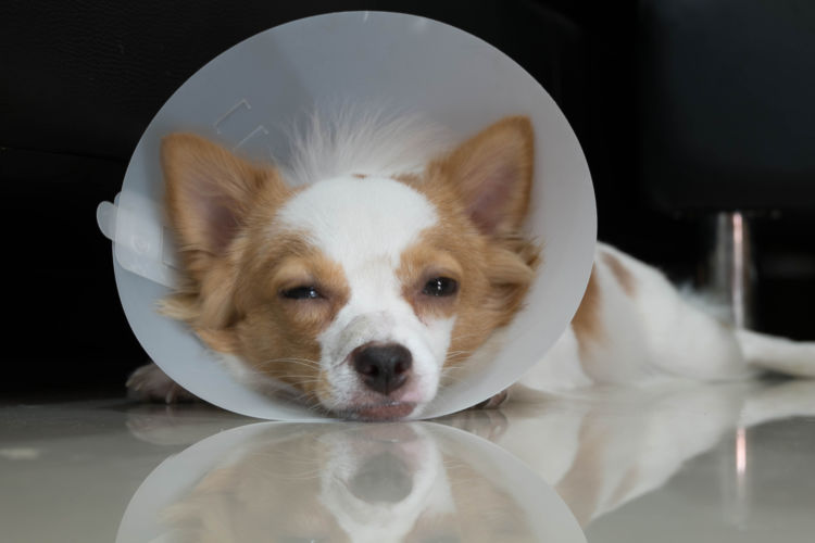 犬の顎骨骨折(がくこつこっせつ)【症状】