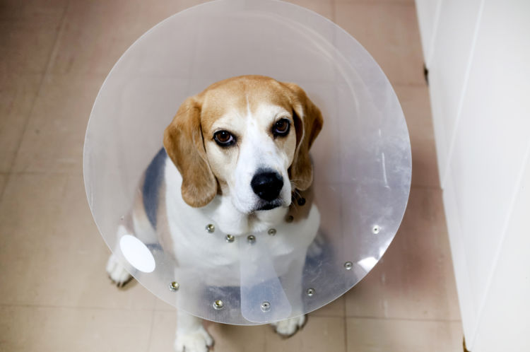 犬の顎骨骨折「処置後」【食事とエリザベスカラーの装着】