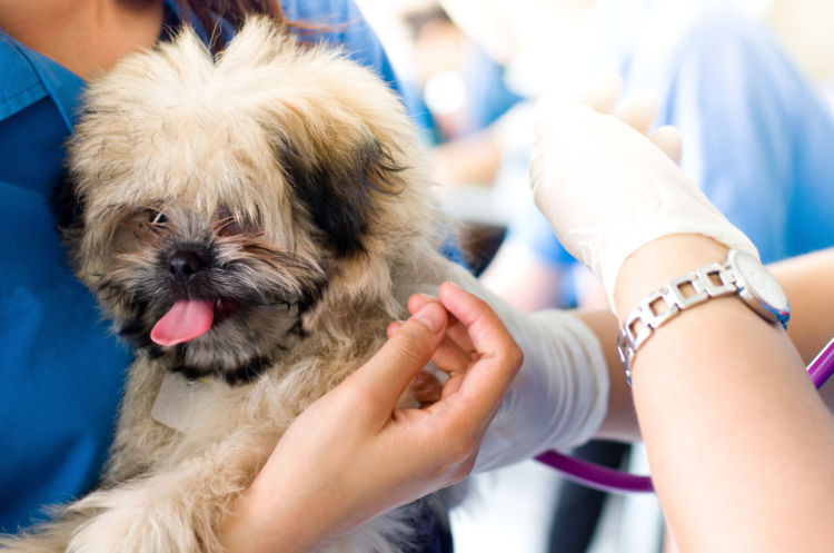 犬 誤飲 誤食 動物病院 受診