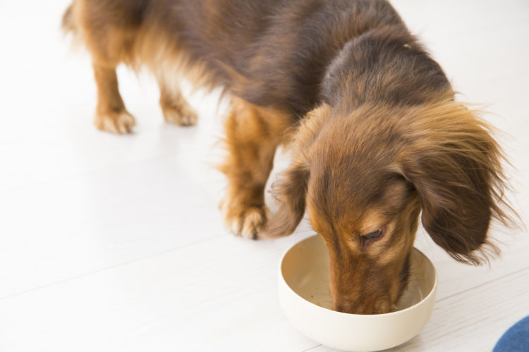 愛犬に「栄養補助食品」を与える際の【注意点】は?
