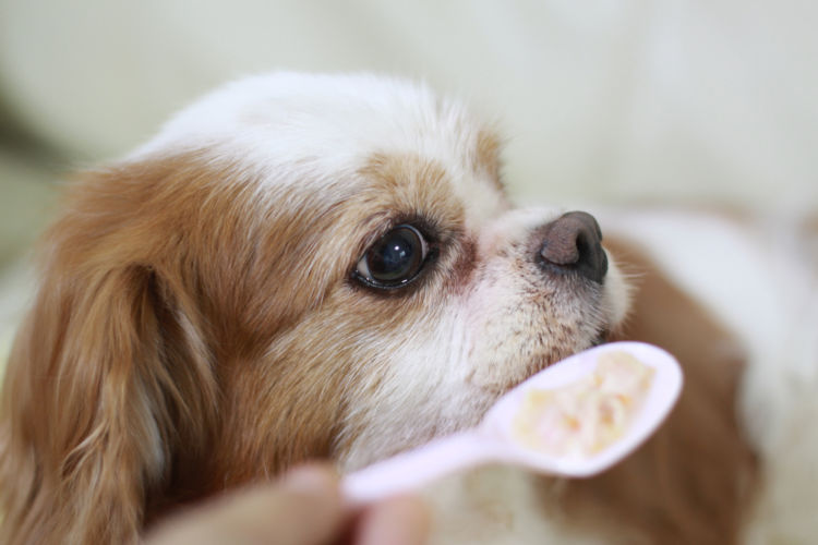 【老犬】に「栄養補助食品」を与えても大丈夫?