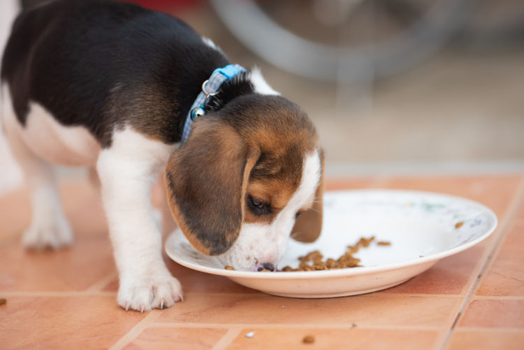 【子犬】に「栄養補助食品」を与えても大丈夫?
