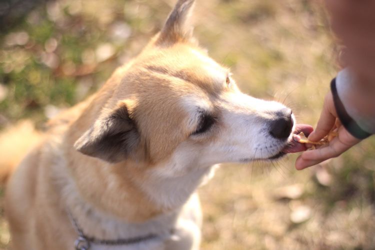 愛犬にグレインフリーを与える際の【注意点】!