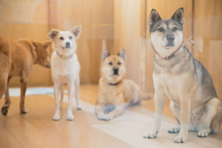 保護されるワンコたちは、年間どれくらいいるの?
