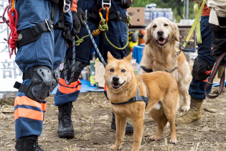 プロジェクトを立ち上げるきっかけとなった夢之丞(手前)。2015年「第7回日本動物大賞」功労動物賞を受賞しました。
