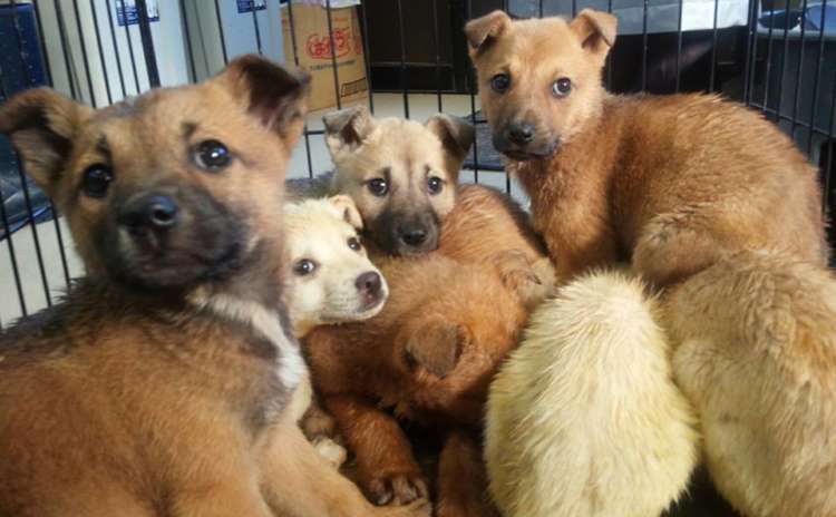 保護犬活動