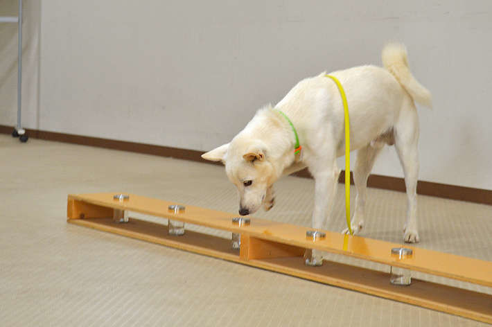 災害救助犬、低血糖アラート犬などの育成