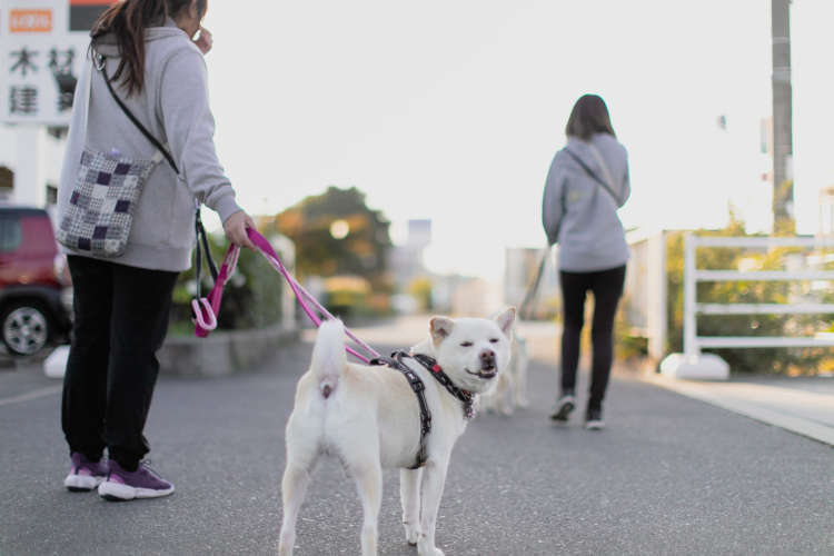 あなたにもできる、保護犬活動支援