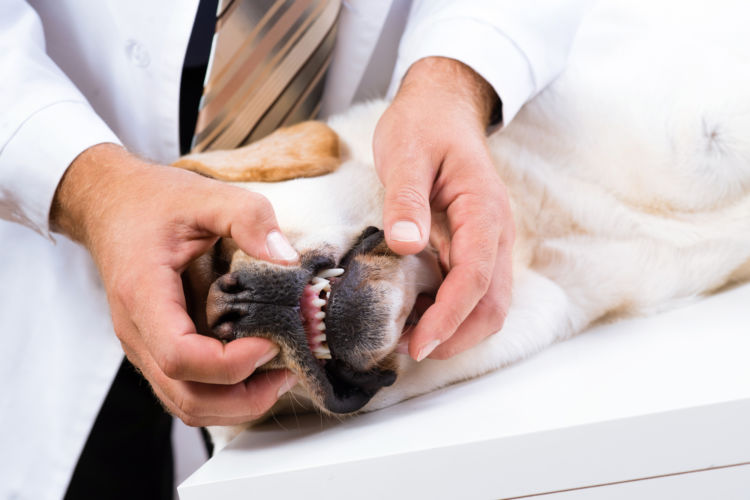 犬の歯周炎【治療薬・治療費(手術費用)】