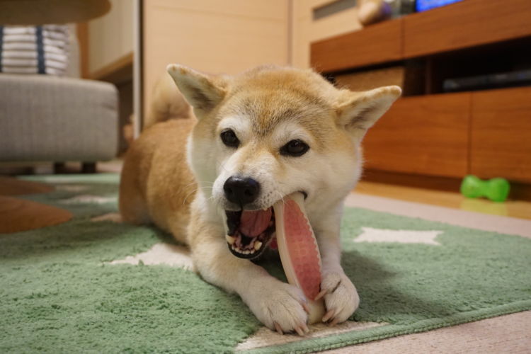 犬の歯周炎「予防対策」③【デンタルケア製品を併用する】