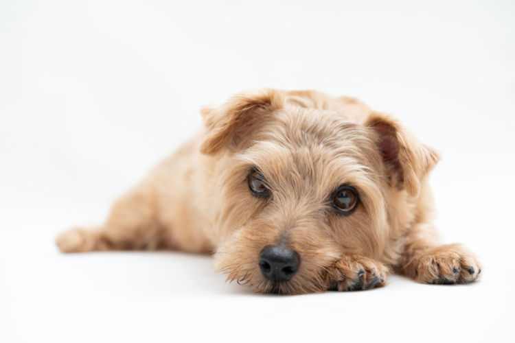 犬の貧血が【重度】の場合は?