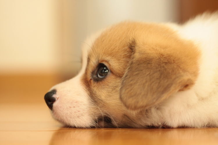 子犬 便秘