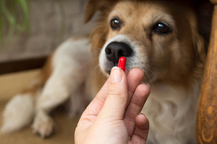 犬の「栄養補助食品」【まとめ】