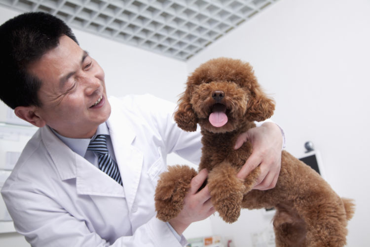 犬の舌炎【診断】