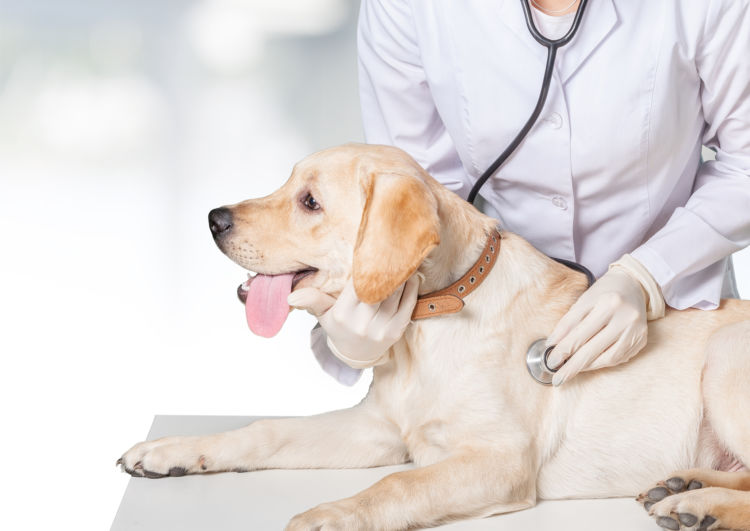 犬の舌炎「診断」②【口腔内腫瘍の検査】