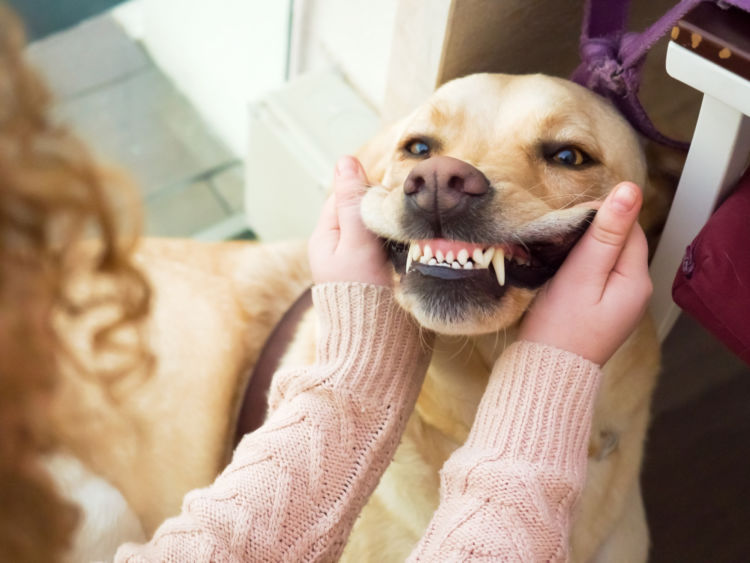 犬の歯周炎「予防対策」①【日常的に口の中をチェックする】