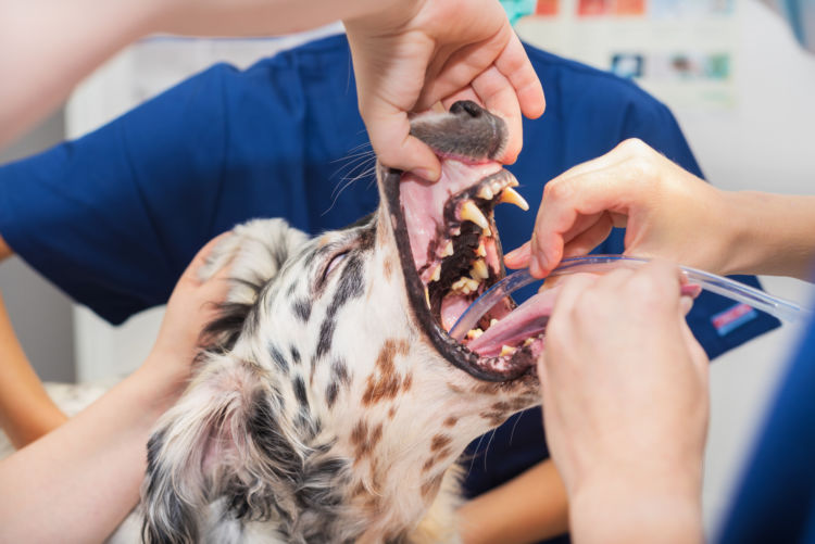 犬の歯周炎【間違いやすい病気は?】