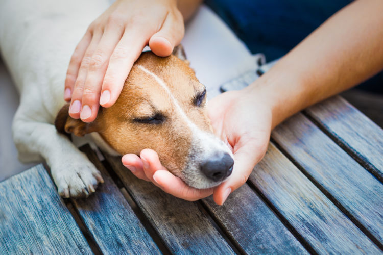 犬の口の色がヘン・変色【まとめ】