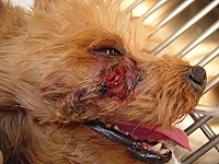 犬の外歯瘻(がいしろう)【症状】