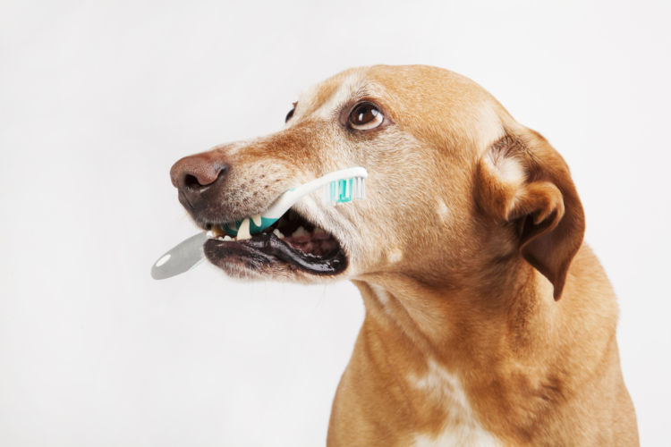 犬の内歯瘻(ないしろう)【食事・予防対策は?】