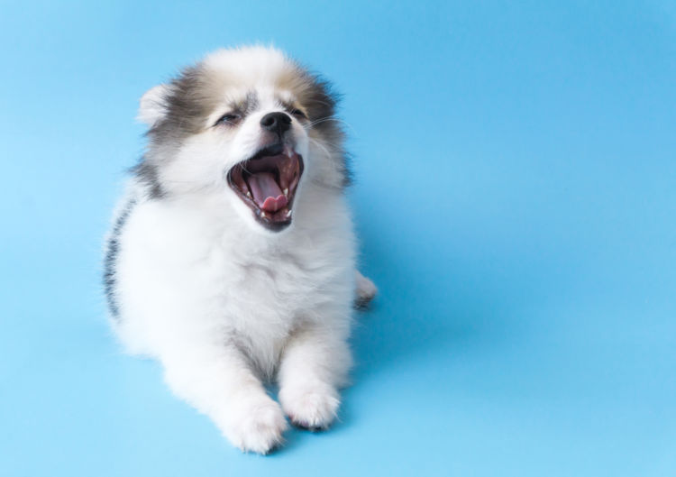 犬の乳歯遺残(にゅうしいざん)【永久歯・乳歯を見分けるポイントは?】