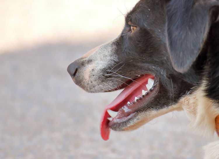 老犬の乳歯遺残(にゅうしいざん)【注意点・ケア方法は?】