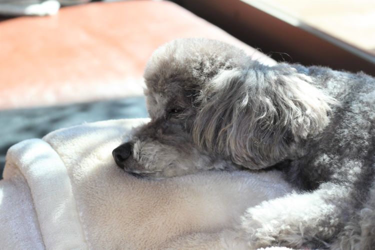 犬の副腎皮質機能低下症(アジソン病)【発症しやすい犬種】