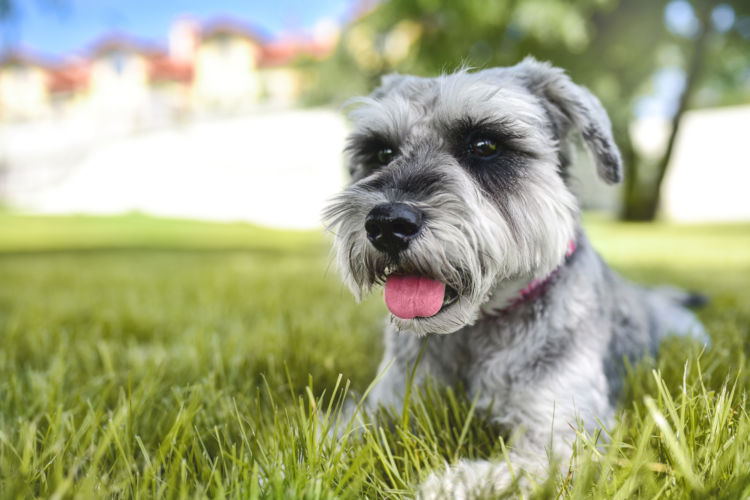 犬の高脂血症【発症しやすい犬種】