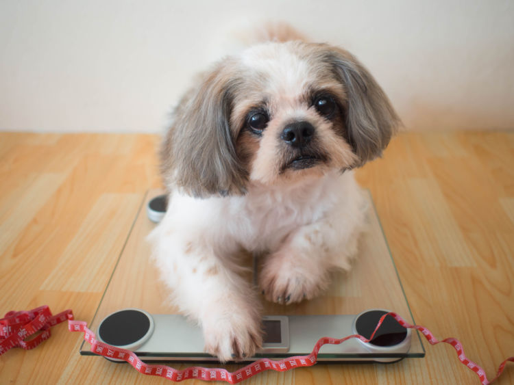 犬の高脂血症【まとめ】