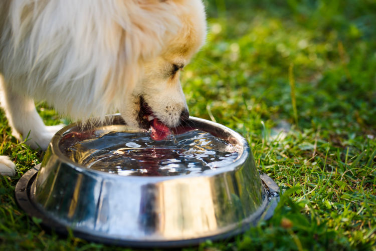 犬の副腎皮質機能亢進症(クッシング症候群)【まとめ】